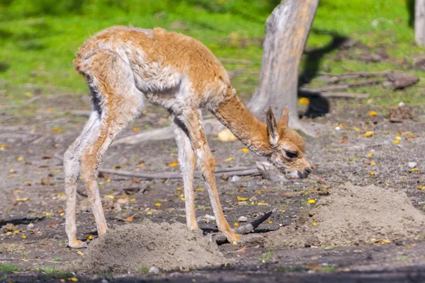 Vicugna Cria recién nacida — Foto de Stock