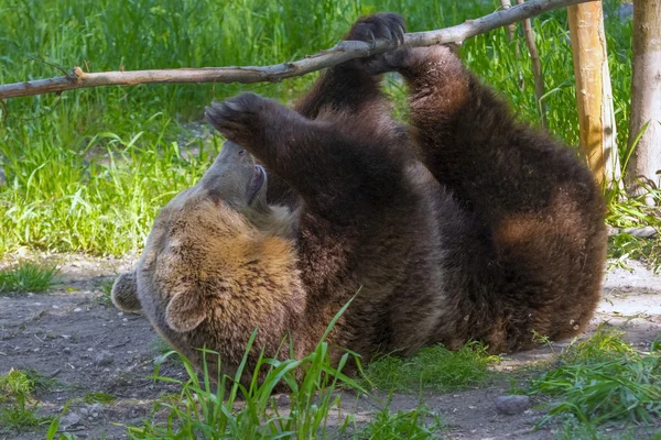 Бурий ведмідь грати — стокове фото