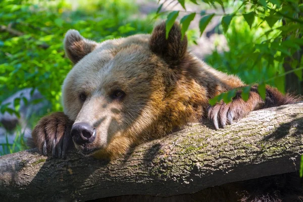 Urso marrom preguiçoso — Fotografia de Stock