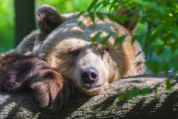 Urso marrom preguiçoso — Fotografia de Stock