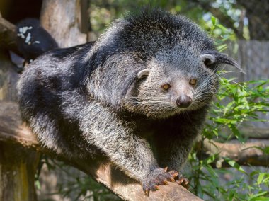 Binturong Bearcat