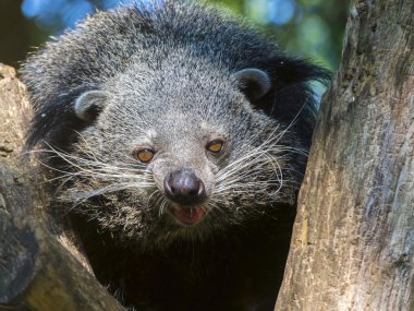 Binturong Bearcat