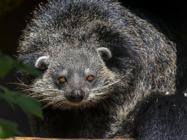 Binturong Bearcat