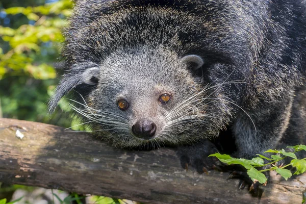 Gato de oso de Binturong — Foto de Stock