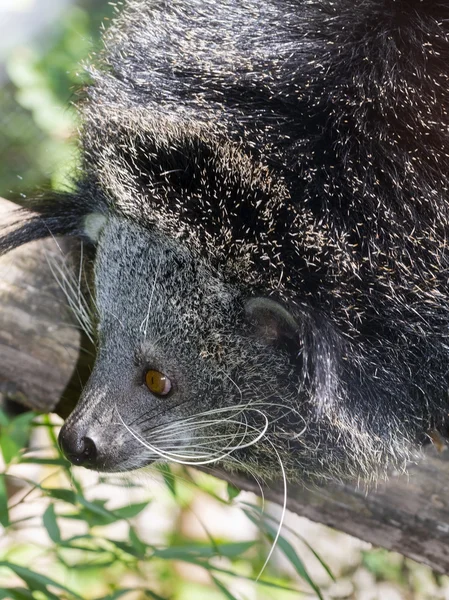 Gato de oso de Binturong — Foto de Stock