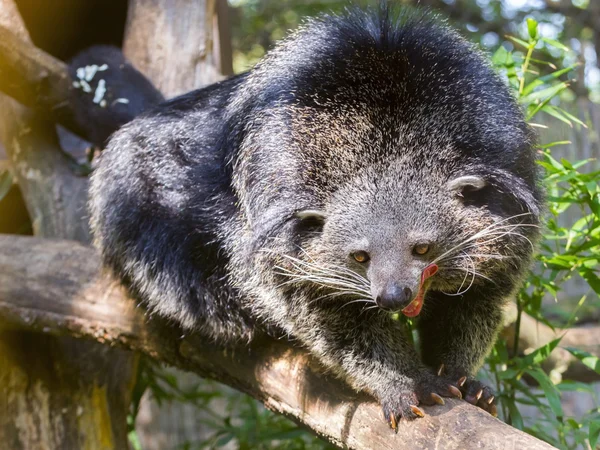 Gato de oso de Binturong — Foto de Stock