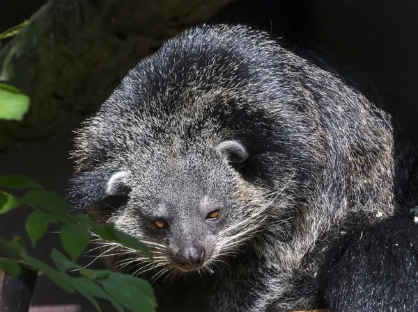 Bearcat de Binturong — Fotografia de Stock