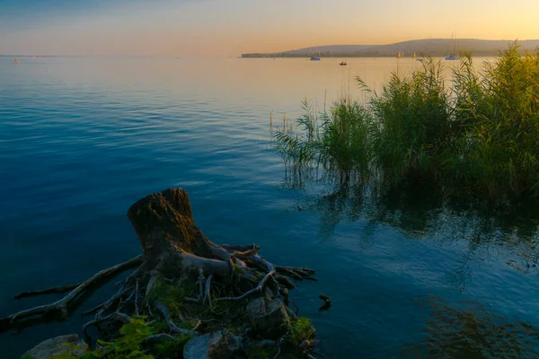 Вырезанный пень на пляже озера Балатон — стоковое фото
