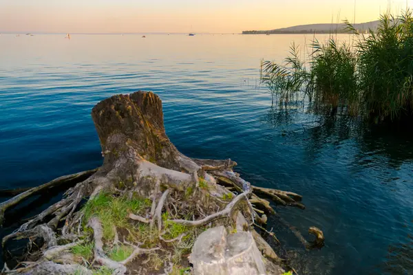 Вырезанный пень на пляже озера Балатон — стоковое фото