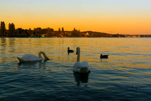 Mute swan in the lake Balaton in Hungary — Stock Photo, Image