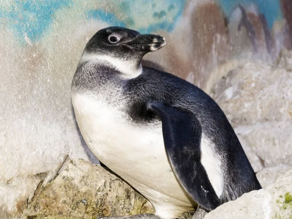 Giovane pinguino africano è seduto su una roccia — Foto Stock