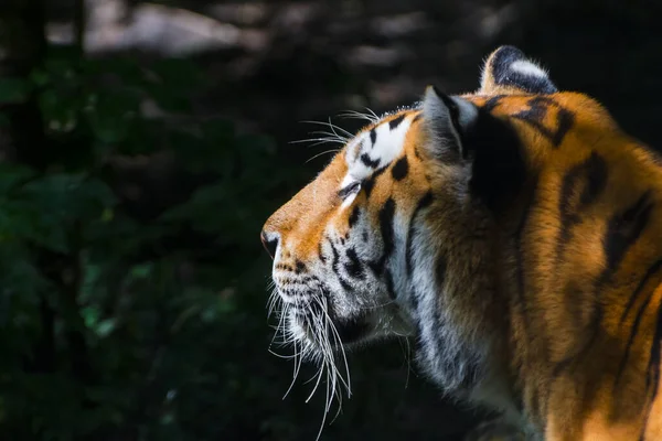 Ritratto estivo di una tigre siberiana in una foresta — Foto Stock