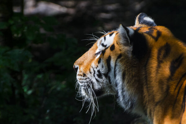 Siberian tiger, its scientific name is Panthera tigris altaica