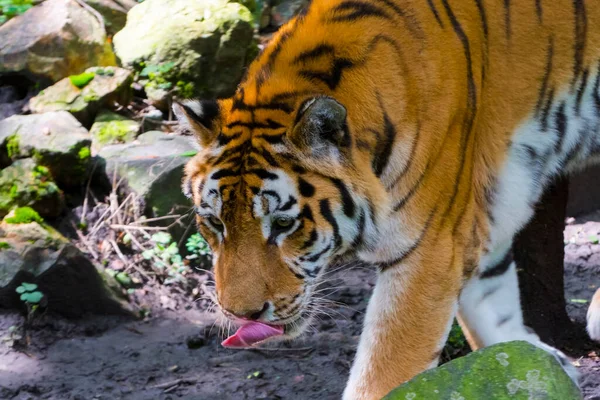 Siberian tiger is walking with tongue out — Stock Photo, Image