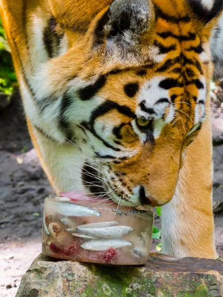 Siberian tiger is eating and playing with a special ice cream — Stock Photo, Image