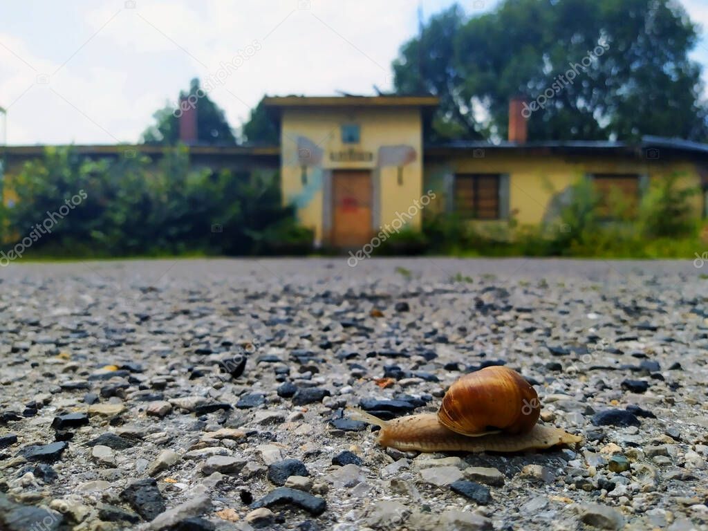 A Roman snail is walking in front of a ruined house