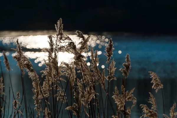 Обыкновенная Тростник Научное Название Phragmites Australis — стоковое фото