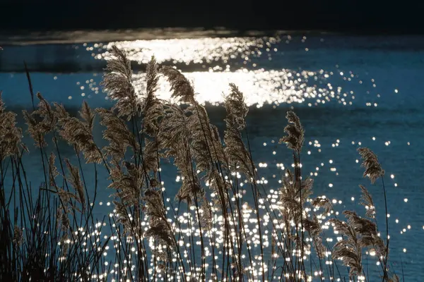 Обыкновенная Тростник Научное Название Phragmites Australis — стоковое фото