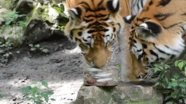 Sibirya kaplanı özel bir dondurmayla yiyor ve oynuyor.