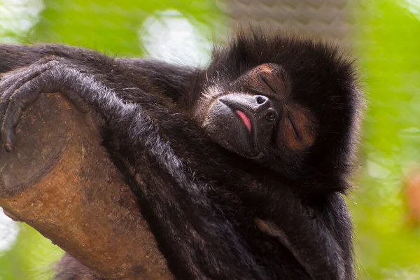 Mono Araña Cabeza Negra Nombre Científico Ateles Fusciceps —  Fotos de Stock