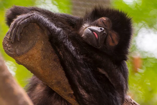Mono Araña Cabeza Negra Nombre Científico Ateles Fusciceps — Foto de Stock
