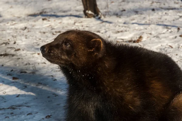 Lobo Europeo Nombre Científico Gulo Gulo — Foto de Stock