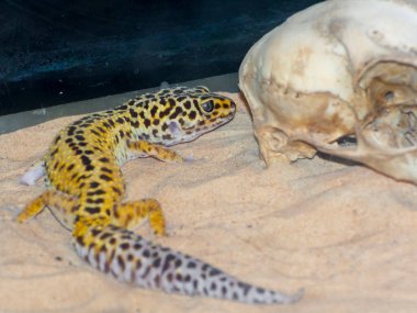 Leopar kertenkelesi. Bilimsel adı Eublepharis macularius.