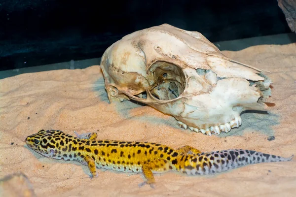 Gecko Léopard Son Nom Scientifique Est Eublepharis Macularius — Photo