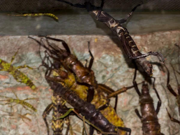 Insecte Diable Épineux Son Nom Scientifique Est Eurycantha Calcarata — Photo