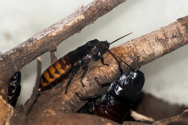 Madagascar Hissing Cockroach Its Scientific Name Gromphadorhina Portentosa — Stock Photo, Image
