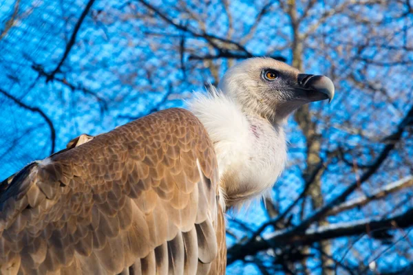 Griffon Vulture Its Scientific Name Gyps Fulvus — Stock Photo, Image