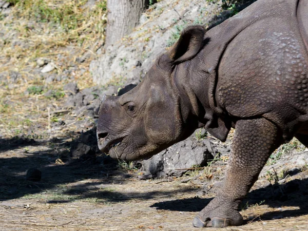 Indian Rhinoceros Its Scientific Name Rhinoceros Unicornis — Stock Photo, Image