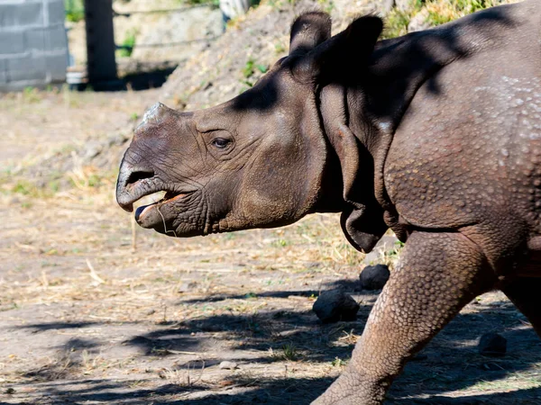 Rinoceronte Indiano Seu Nome Científico Rhinoceros Unicornis — Fotografia de Stock