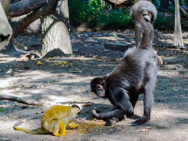 Black Capped Squirrel Monkey Its Scientific Name Saimiri Boliviensis Black — Stock Photo, Image