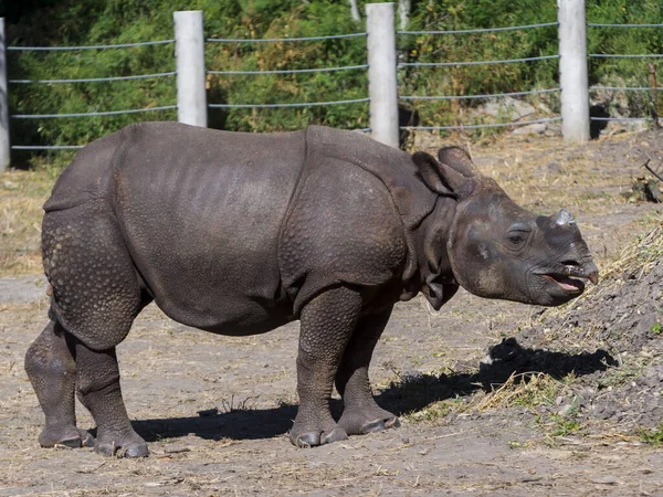 Rinoceronte Indiano Seu Nome Científico Rhinoceros Unicornis — Fotografia de Stock