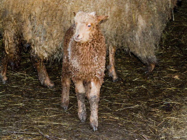 Racka Sheep Its Scientific Name Ovies Aries — Stock Photo, Image