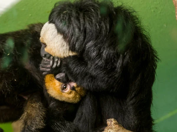 White Faced Saki Its Scientific Name Pithecia Pithecia — Stock Photo, Image