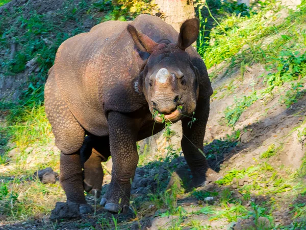 Grande Rinoceronte Chifre Seu Nome Científico Rhinoceros Unicornis — Fotografia de Stock