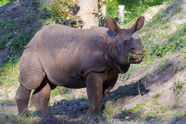 Grande Rinoceronte Chifre Seu Nome Científico Rhinoceros Unicornis — Fotografia de Stock
