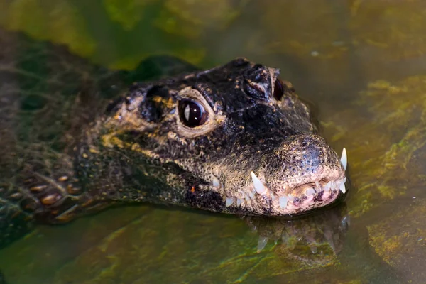 Карликовий Крокодил Його Наукова Назва Osteolaemus Tetraspis — стокове фото