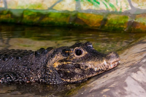 Карликовий Крокодил Його Наукова Назва Osteolaemus Tetraspis — стокове фото