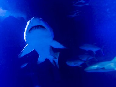 Kum kaplanı köpekbalığı Carcharias Taurus mavi suda yüzüyor.