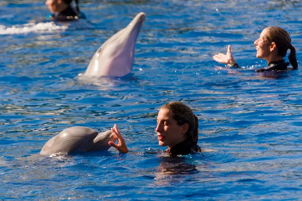 Valencia Hiszpania Wrzesień 2019 Pokaz Delfinów Zwykłym Delfinem Oceanograficznej Walencji — Zdjęcie stockowe