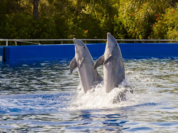 Valencia Spain September 2019 Dolphin Show Common Bottlenose Dolphin Oceanographic — Stock Photo, Image