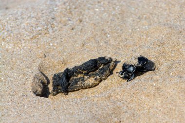 Eski dünya gübre böceği Scarabeus 'un kumsalda bir parça gübresi var.