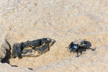 Eski dünya gübre böceği Scarabeus 'un kumsalda bir parça gübresi var.