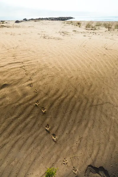 Sandy Beach Massalfassar Valencia Spain — Stock Photo, Image