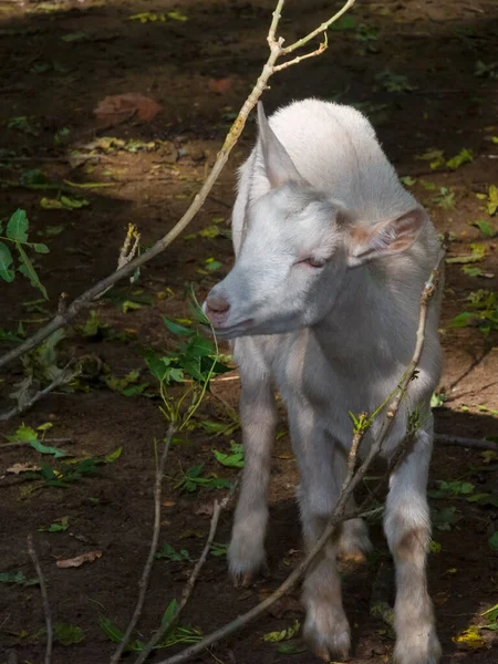 Одомашненная Коза Научное Название Capra Hircus — стоковое фото