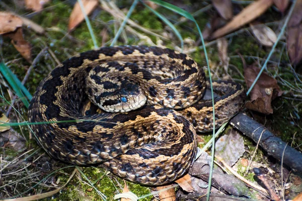 Víbora Del Prado Húngaro Nombre Científico Vipera Ursinii Rakosiensis —  Fotos de Stock