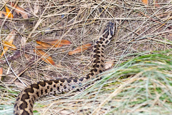 匈牙利草甸毒蛇 其科学名称为Vipera Ursinii Rakosiensis — 图库照片